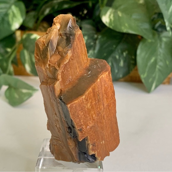 Red Petrified Wood Limb Orange Black Rough Display Specimen 3.3"x1.75" 142g 5oz - Picture 5 of 15